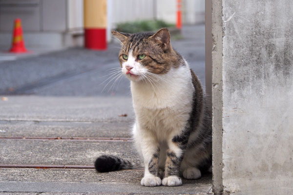 レオ太　お座り　左