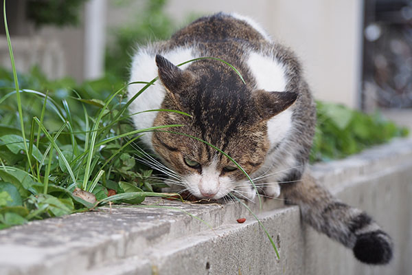 レオ太　カリカリ食べる