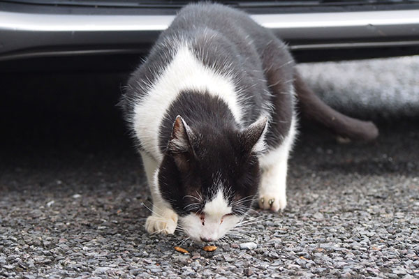 食べる　テルマ