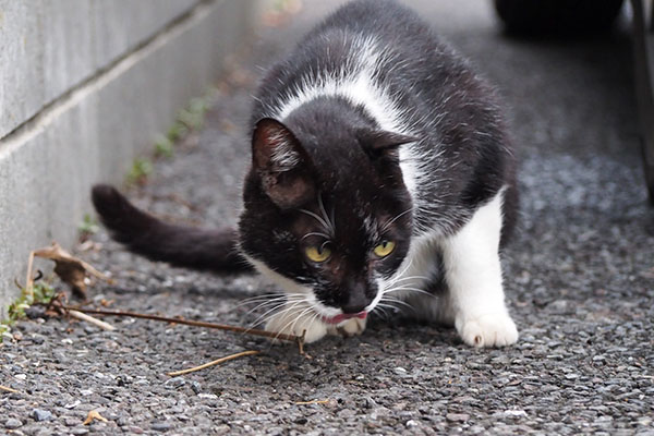 食べるコテ