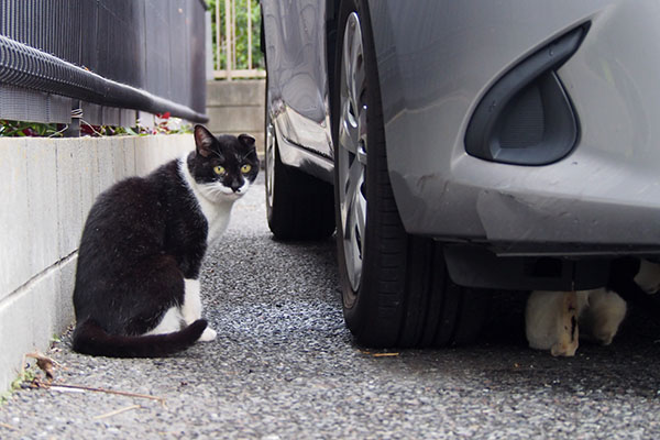 コテと車の下に入るテルマ