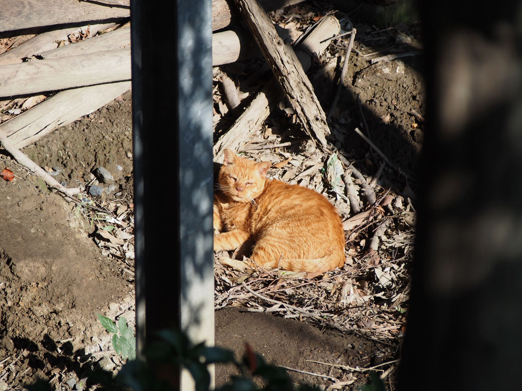 colre sunbathing