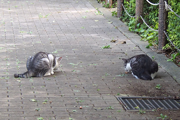 クロムを離す　タンタルとオヤツ