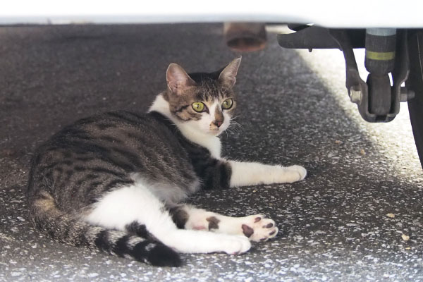 車の下でリラックス　さくら