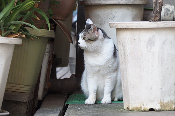 横向く　ケイ