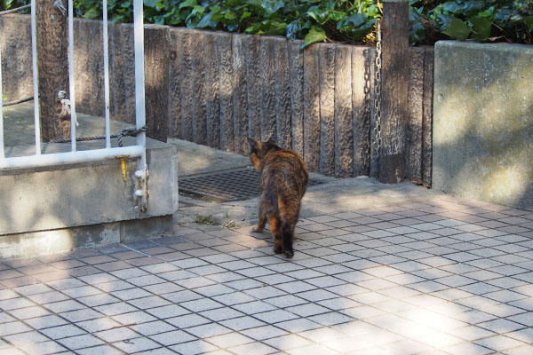 来たけど戻る　ラコ