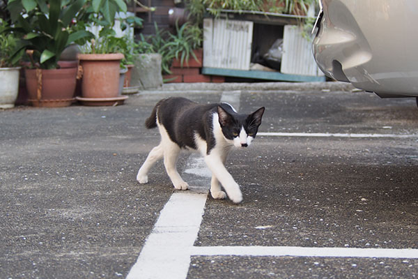 ミニこまちが歩いて来た