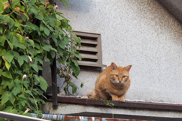 ソラちゃん　下界チェック