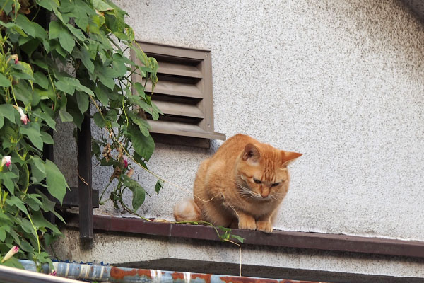 ソラちゃん　下見てる