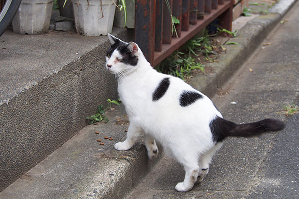 ちびにゃんを気にしているのか坊