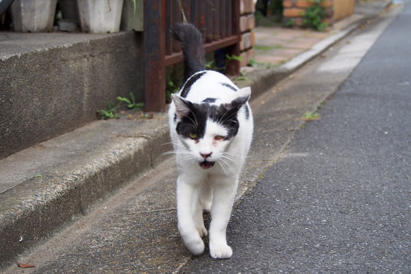 ナデナデ所望の坊