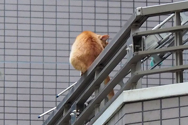 gingercat back