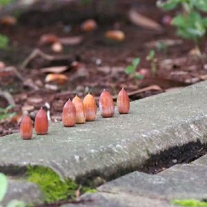 Acorn Line up