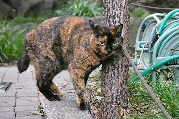 くるくるしながら　ラコ