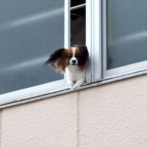 papillon at the window windyday