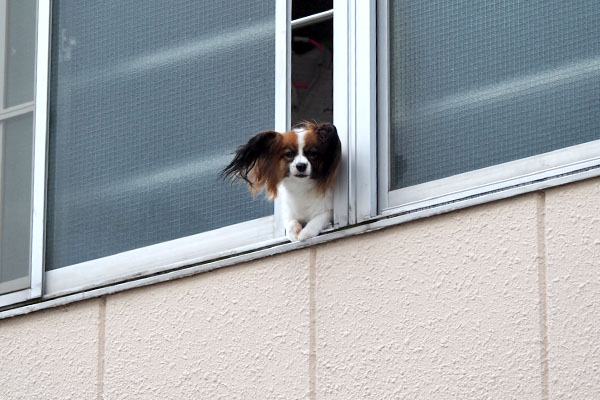 papillon at the window windyday