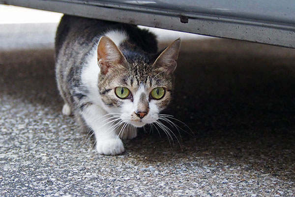 車の下に入った　さくら