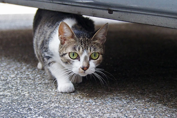 車の下に入った　さくら