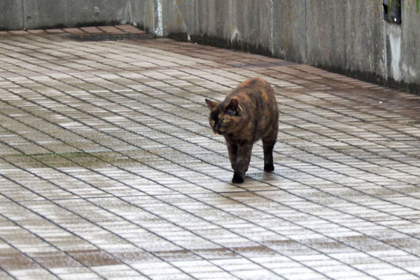 第三のサビニャン　ロミ