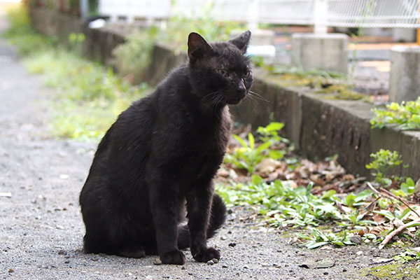 マフを察知している　ティア