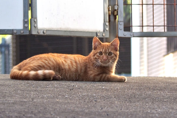 お顔をズーム　茶トラ仔猫