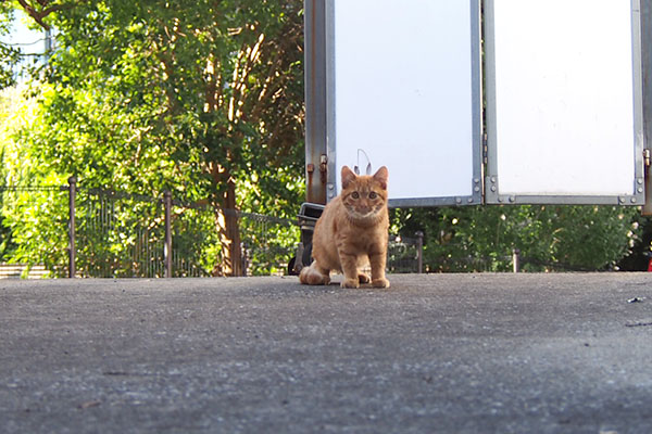 構えてみた　茶トラ仔猫