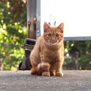 ginger kitten closeup
