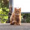 ginger kitten closeup