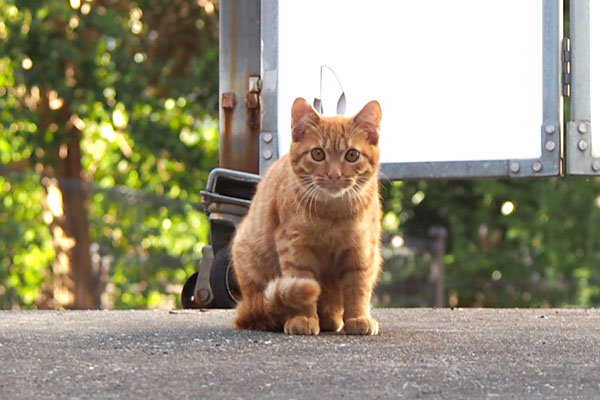 ginger kitten closeup