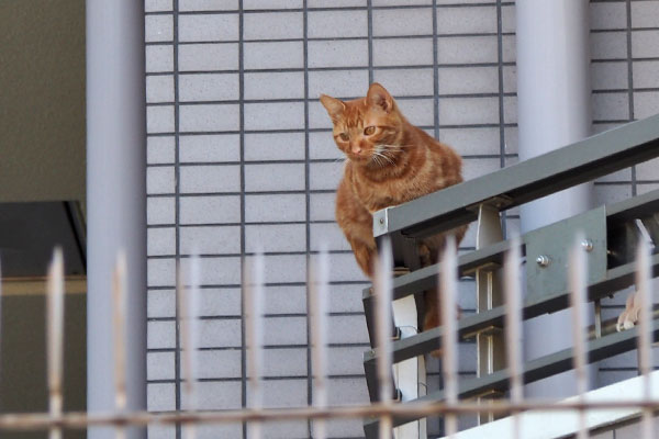 上から仔猫を見ていた　チャクラ