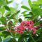 flower red higanbana