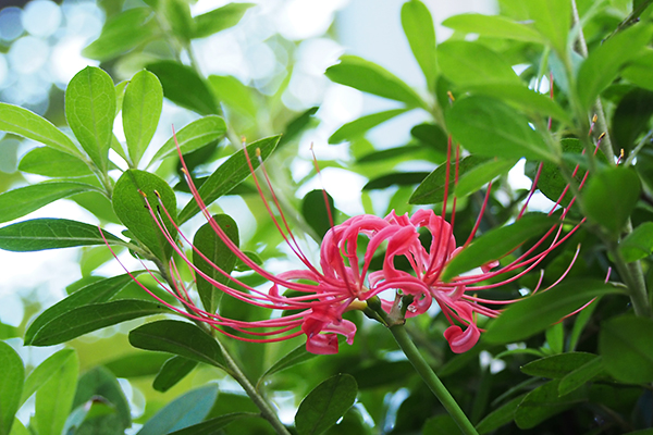 flower red higanbana