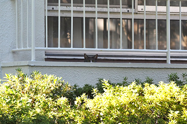 ベランダに猫耳　レックス