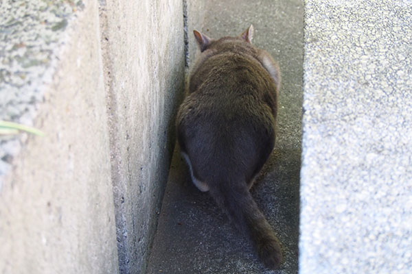 食べる背中　レックス