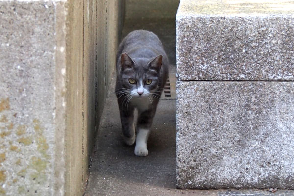 見つめながら来る　レックス