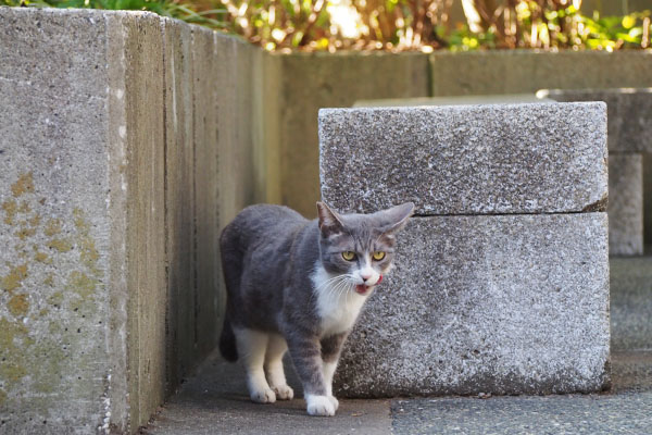 ぺろぺろする　レックス