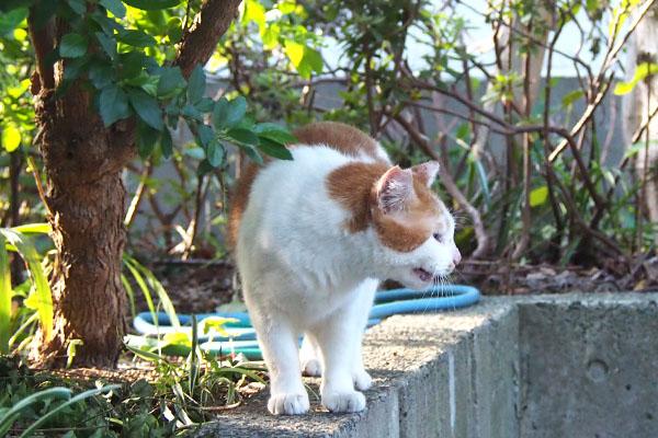 遠くを見て鳴く　プリン