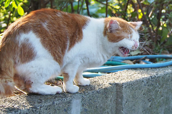 そんなにギャン鳴きしなくても　プリン