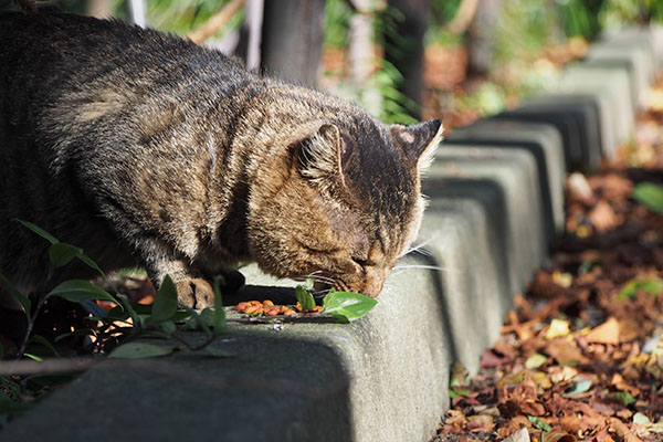 トッキー　食べる　秋色