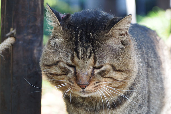 トッキー　うつむき