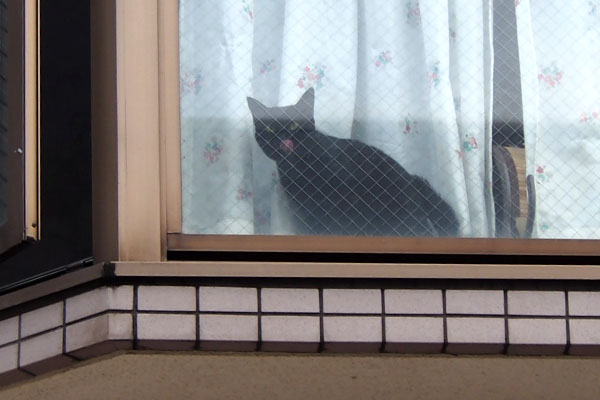 よそ様宅黒猫さん２　ぺろ