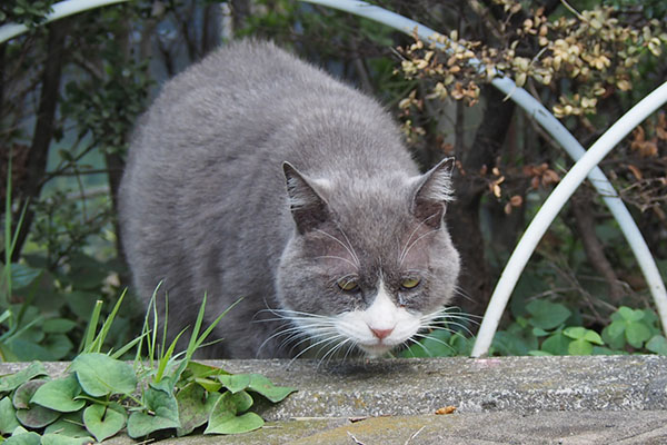 オット　食べるチラ見