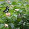 aosujiageha with flower