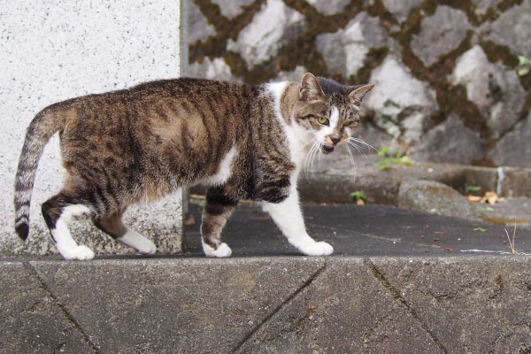 雫　お出まし