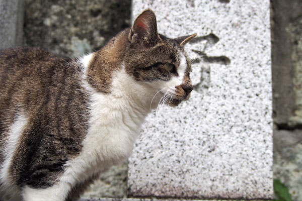 雫　塀の上の横顔