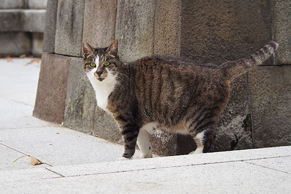 雫　ついて来たにゃ