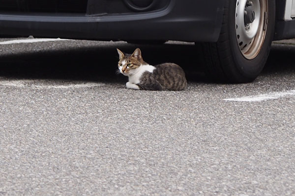 コーちゃん　気づいたか