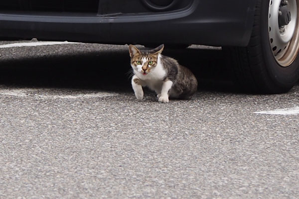 コーちゃん　来る