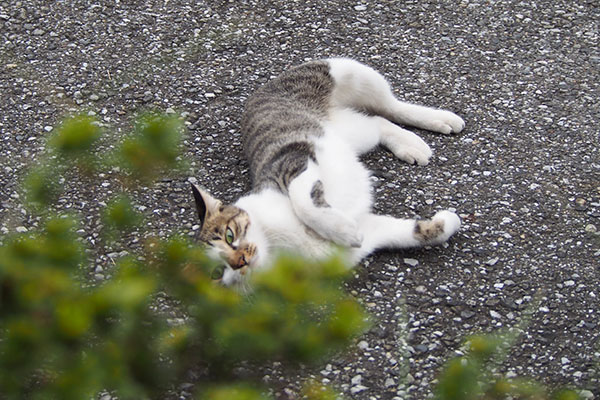 コーちゃん　ころりん