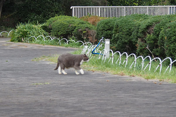 遠くを横切る　オット